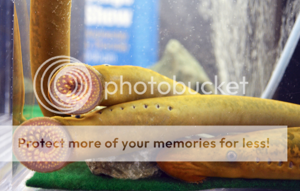 News 'Vampire' eels threaten Great Lakes fish The Weather Network